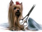 Služby pre zvieratá